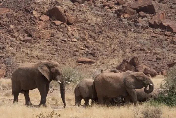 Framed Print : Namibia, Damaraland. Elephants roam freely while eating near lodges at Twyfelfontein Lodge