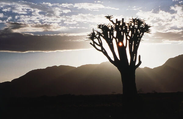 Namibia, Damaraland, View of alone Aloe Dichotoma (Quiver Tree) against sunrise