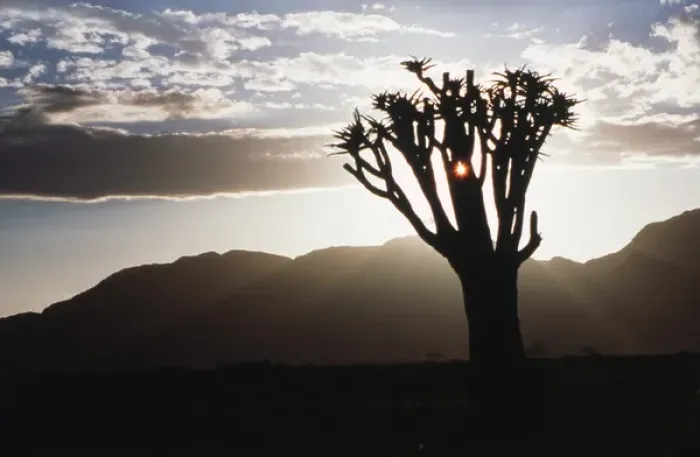 Framed Print : Namibia, Damaraland, View of alone Aloe Dichotoma (Quiver Tree) against sunrise Framed Print : Namibia, Damaraland, View of alone Aloe Dichotoma (Quiver Tree) against sunrise