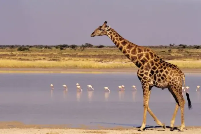 Framed Print : Namibia: Etosha Framed Print : Namibia: Etosha