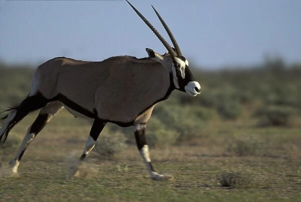 Namibia, Etosha National Park, Adult Gemsbok (Oryx gazella) running on flat plains