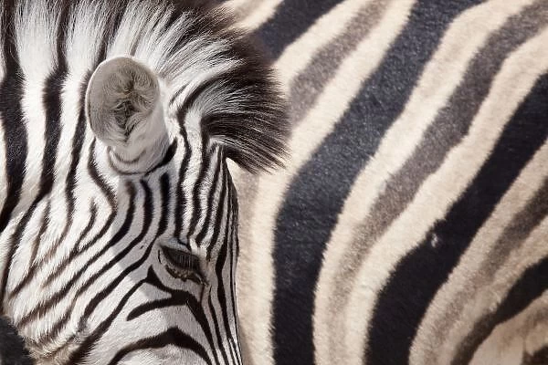 Namibia, Etosha National Park. Details of two zebras