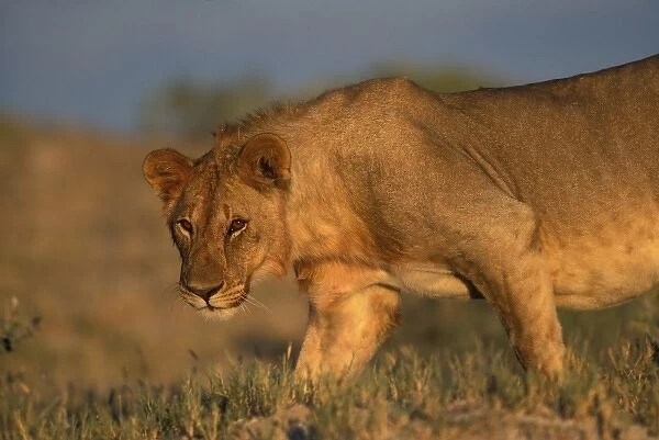 Namibia, Etosha National Park, Female Lion (Panthera leo) walks over sand dunes at