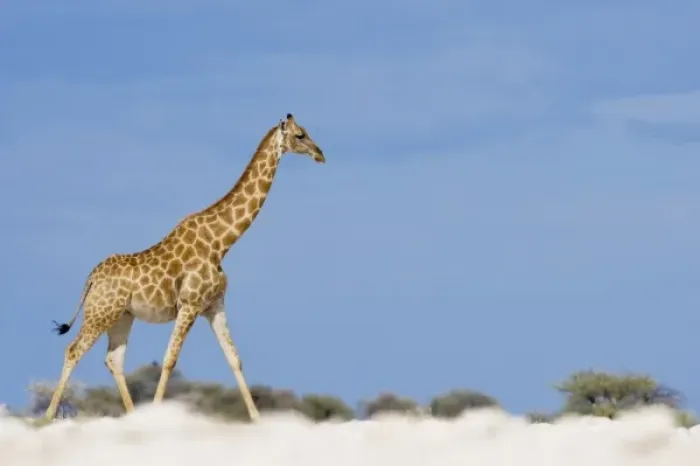 Framed Print : Namibia, Etosha National Park. Giraffe (Giraffa camelopardalis) walking through flat