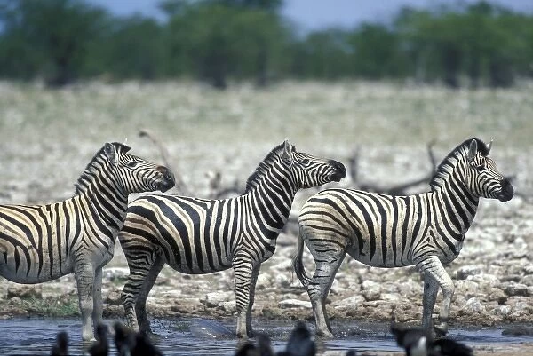 Namibia, Etosha National Park, Herd of Plains Zebra (Equus burchelli) stand at water hole