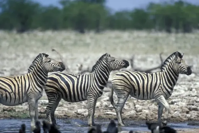 Framed Print : Namibia, Etosha National Park, Herd of Plains Zebra (Equus burchelli) stand at water hole Framed Print : Namibia, Etosha National Park, Herd of Plains Zebra (Equus burchelli) stand at water hole