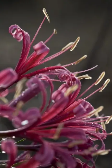 Framed Print : Namibia, Etosha National Park. Macro detail of pink wildflowers during rainy season