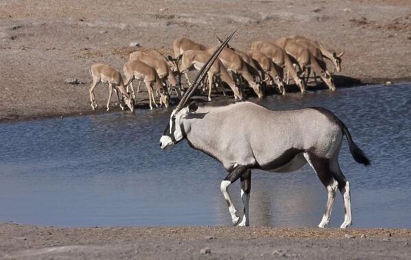 Namibia, Etosha National Park. Oryx and black-faced impala at Chudop waterhole