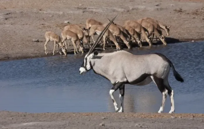 Framed Print : Namibia, Etosha National Park. Oryx and black-faced impala at Chudop waterhole Framed Print : Namibia, Etosha National Park. Oryx and black-faced impala at Chudop waterhole