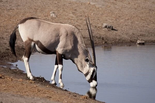 Namibia, Etosha National Park. Oryx drinking at a waterhole