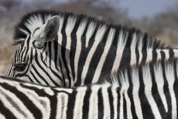 Framed Print : Namibia, Etosha National Park. Patterns formed by two zebras standing beside each other