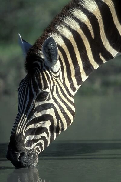 Namibia, Etosha National Park, Plains Zebra (Equus burchelli) drinks at water hole