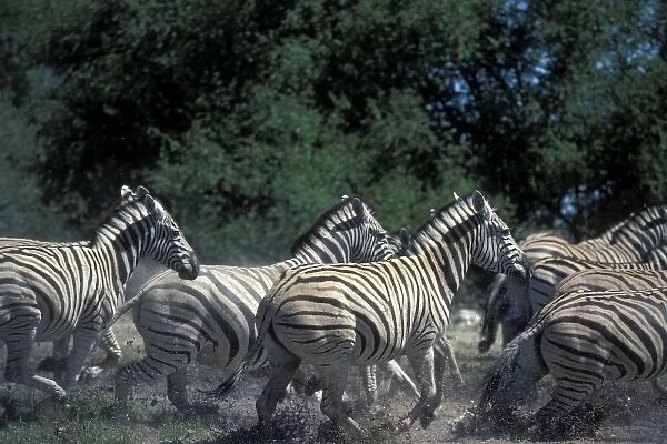 Namibia, Etosha National Park, Plains Zebra herd (Equus burchelli) run in water hole