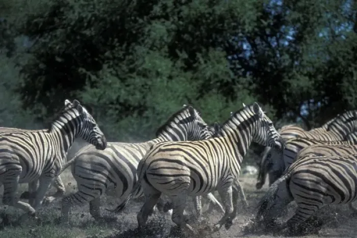 Framed Print : Namibia, Etosha National Park, Plains Zebra herd (Equus burchelli) run in water hole
