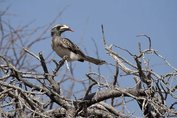 Namibia, Etosha National Park. Red-billed hornbill in tree