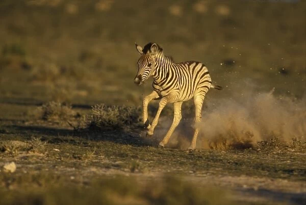 Namibia, Etosha National Park, Running young Plains Zebra (Equus burchelli)