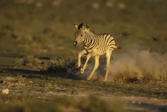 Framed Print : Namibia, Etosha National Park, Running young Plains Zebra (Equus burchelli)