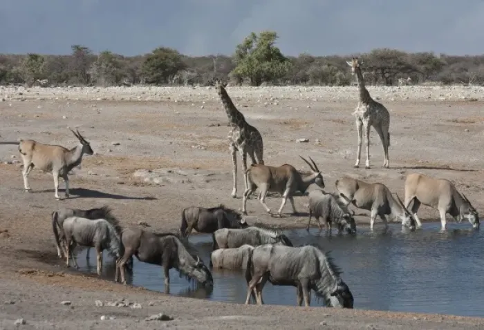 Framed Print : Namibia, Etosha National Park. Variety of animals gathered at Chudop waterhole Framed Print : Namibia, Etosha National Park. Variety of animals gathered at Chudop waterhole