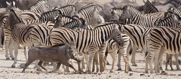 Namibia, Etosha National Park. A warthog runs past a herd of zebras