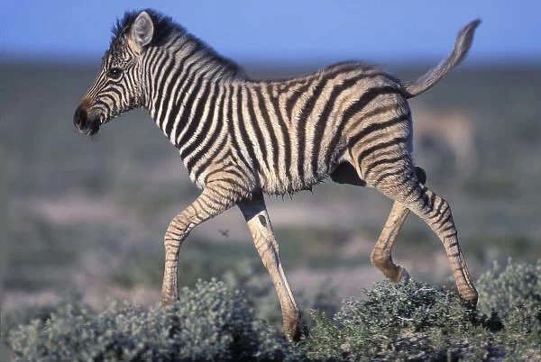 Namibia, Etosha National Park, Young Plains Zebra (Equus burchelli) trots through