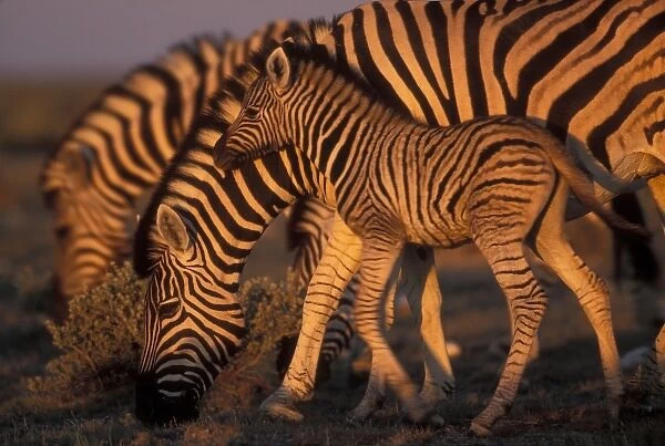 Namibia, Etosha National Park, Young Plains Zebra (Equus burchelli) at sunset
