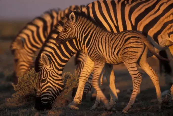 Framed Print : Namibia, Etosha National Park, Young Plains Zebra (Equus burchelli) at sunset Framed Print : Namibia, Etosha National Park, Young Plains Zebra (Equus burchelli) at sunset