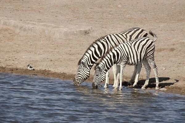 Namibia, Etosha National Park. Two zebras drink at a waterhole