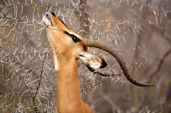 Namibia, Etosha NP. Black Faced Impala (Aepyceros melampus petersi). Adult browsing Acacia Thorn
