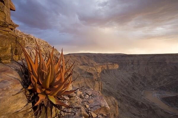 Namibia, Fish River Canyon National Park, Hardy desert plants on rocky slopes above