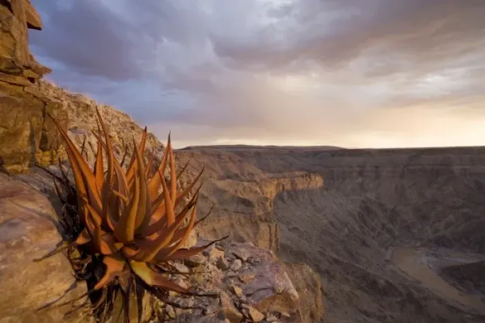 Framed Print : Namibia, Fish River Canyon National Park, Hardy desert plants on rocky slopes above Framed Print : Namibia, Fish River Canyon National Park, Hardy desert plants on rocky slopes above