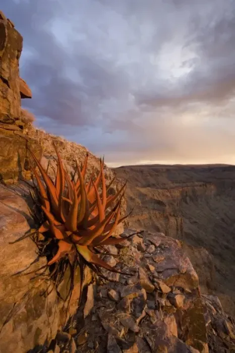 Framed Print : Namibia, Fish River Canyon National Park, Hardy desert plants on rocky slopes above