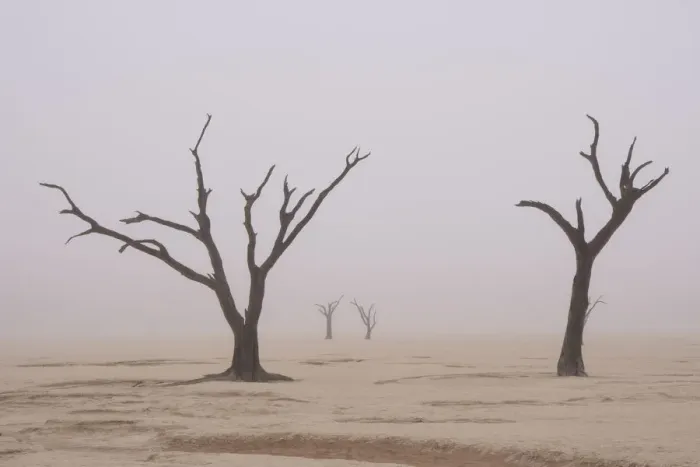 Framed Print : Namibia. Fog shrouds the dead acacia trees in Deadvlei, within Namib Naukluft National Framed Print : Namibia. Fog shrouds the dead acacia trees in Deadvlei, within Namib Naukluft National
