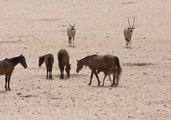 Namibia, Garub. Feral horses and colt near two oryxes