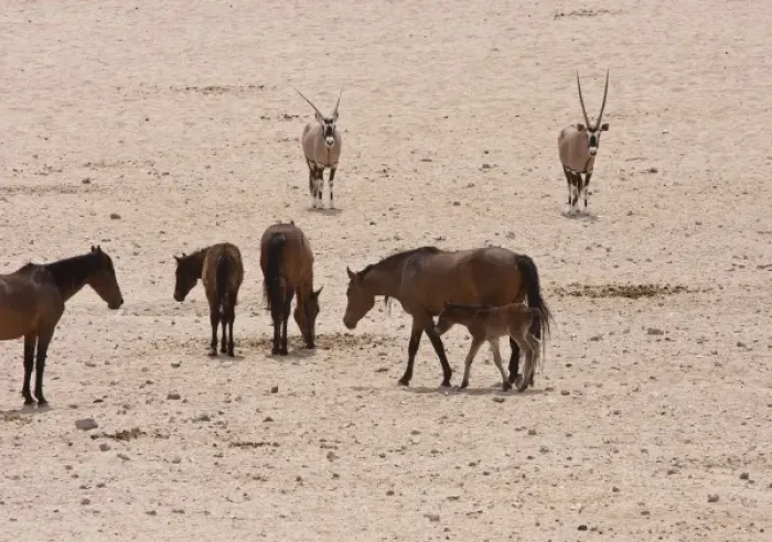 Framed Print : Namibia, Garub. Feral horses and colt near two oryxes
