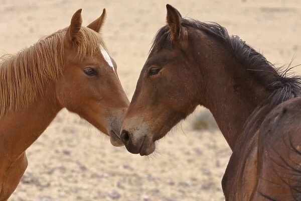 Namibia, Garub. Two members of feral horse herd touch noses