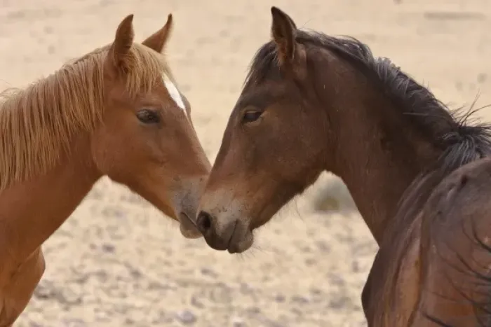 Framed Print : Namibia, Garub. Two members of feral horse herd touch noses