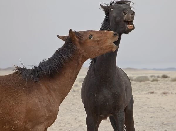 Namibia, Garub. Two members of herd of feral horses playing