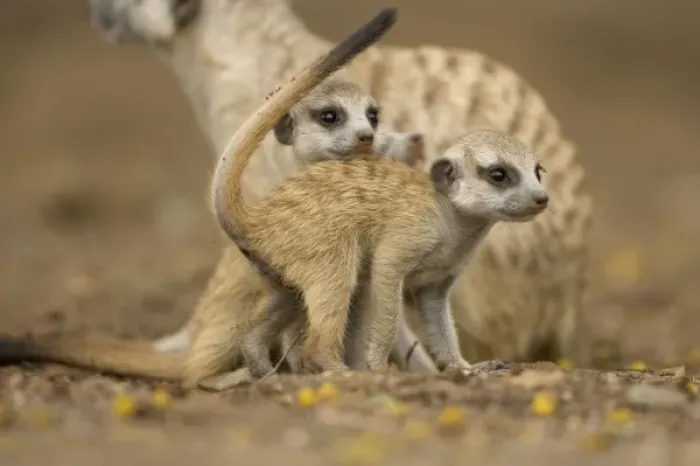 Framed Print : Namibia, Keetmanshoop, Meerkat Pups (Suricate suricatta) standing together while