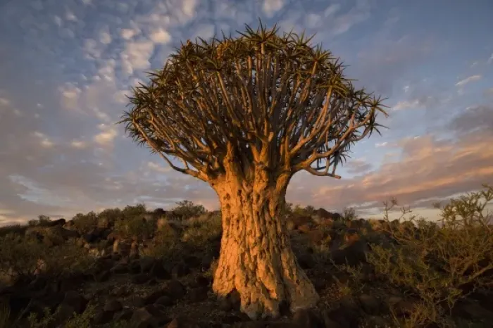 Framed Print : Namibia, Keetmanshoop, Quiver Tree (Aloe dichotoma) in Kokerboomwoud (Quiver Tree