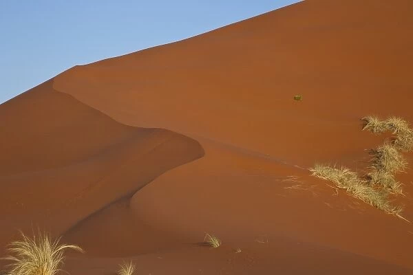 Namibia, Namib Desert, Namib Naukluft Park. Grasses on smooth sand dune