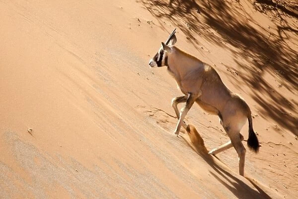 Namibia, Namib Desert, Sossusvlei, Namib-Naukluft Park. Oryx climbing a sand dune