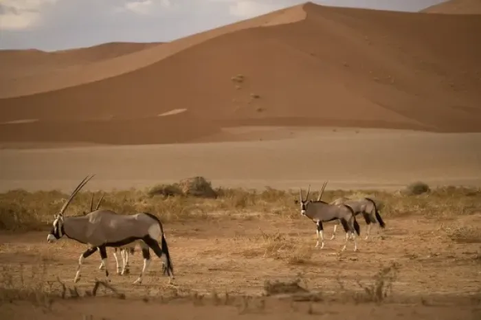 Framed Print : Namibia, Namib Naukluft National Park, Oryx (Gemsbok) (Oryx gazella) walking through Framed Print : Namibia, Namib Naukluft National Park, Oryx (Gemsbok) (Oryx gazella) walking through