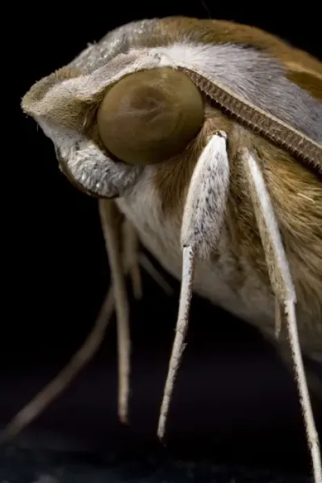 Framed Print : Namibia, Namib Naukluft National Park, Macro close-up of Emperor Moth in Namib Desert Framed Print : Namibia, Namib Naukluft National Park, Macro close-up of Emperor Moth in Namib Desert