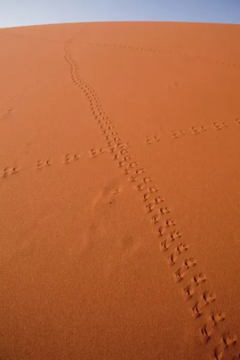 Framed Print : Namibia, Namib-Naukluft Park, Sossusvlei. Animal tracks on a sand dune in Namib Desert Framed Print : Namibia, Namib-Naukluft Park, Sossusvlei. Animal tracks on a sand dune in Namib Desert