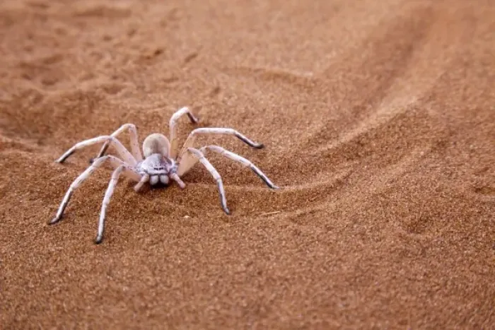 Framed Print : Namibia, Namib-Naukluft Park, Sossusvlei, Sossusvlei. Dancing white lady spider