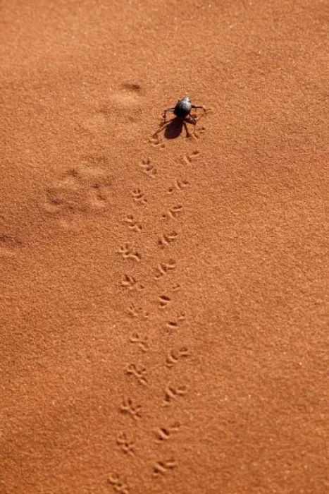 Framed Print : Namibia, Namib-Naukluft Park, Sossusvlei. A beetle makes tracks on Namib Desert sand dunes Framed Print : Namibia, Namib-Naukluft Park, Sossusvlei. A beetle makes tracks on Namib Desert sand dunes