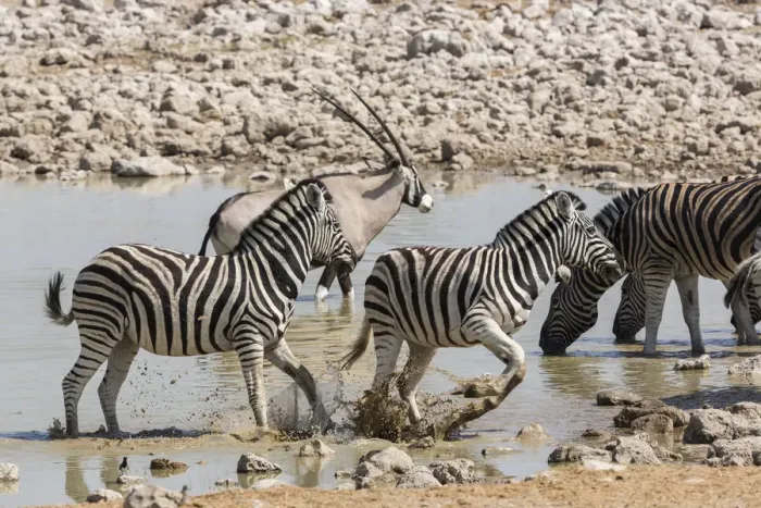 Framed Print : Namibia. Nervous Zebra take off from the waterhole, Etosha National Park Framed Print : Namibia. Nervous Zebra take off from the waterhole, Etosha National Park