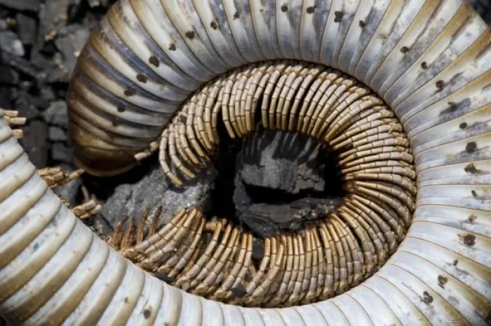 Framed Print : Namibia, Omaruru, Skeleton of large centipede in desert Framed Print : Namibia, Omaruru, Skeleton of large centipede in desert