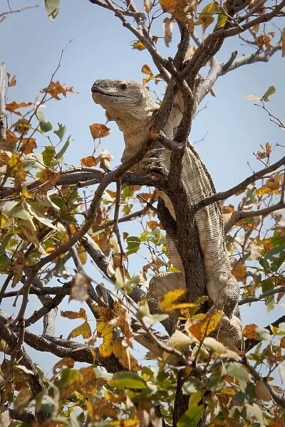 Namibia, Palmwag Conservancy. Monitor lizard in a tree