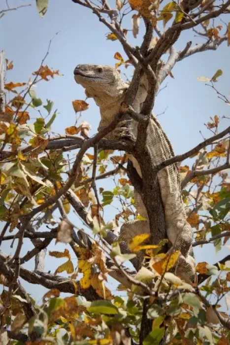 Framed Print : Namibia, Palmwag Conservancy. Monitor lizard in a tree Framed Print : Namibia, Palmwag Conservancy. Monitor lizard in a tree